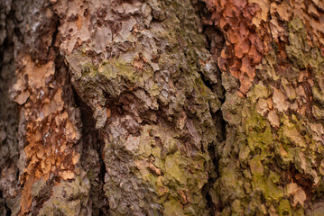 Texture of bark wood use as natural background