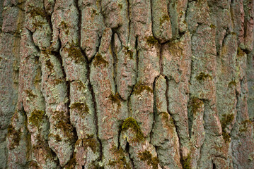 Texture of bark wood use as natural background