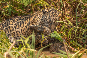 Jaguar Killing a Caiman