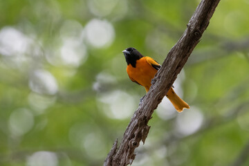 Male baltimore oriole on tree branch.