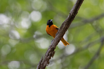 Male baltimore oriole on tree branch.