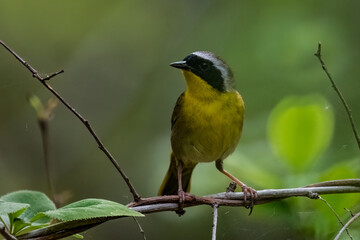 Obraz premium Common yellowthroat on small vine.