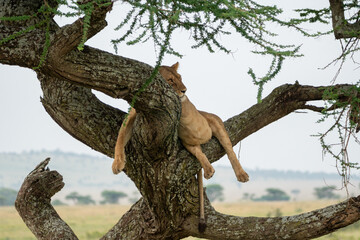Lion hanging out and relaxing, vibing in a sausage tree - Serengeti National Park
