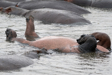 Hippo lays belly up, with legs and stomach showing, head underwater. Serengeti National Park