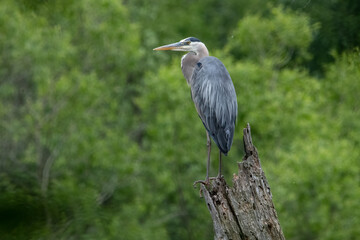 Great Blue heron perching on broken tree stump.