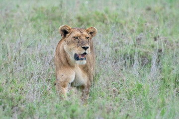 Fototapeta na wymiar Lions hides in the tall grass, watching prey as they hunt - Serengeti National Park