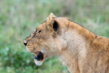 Lion lioness side portrait with mouth open, lots of flies in her face. Serengeti National Park