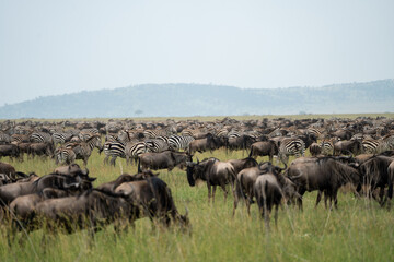 Fototapeta premium Huge amount of zebras and wildebeests in Serengeti National Park, in front of a mountain