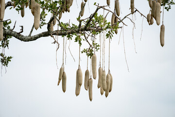 Fruit of a sausage tree (Kigelia), hanging from the branches