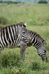 Fototapeta na wymiar Two zebras, portrait orientation, in Serengeti National Park