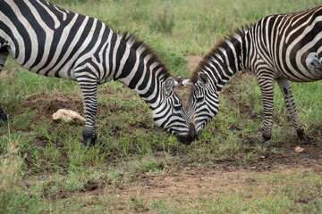 Fototapeta na wymiar Two zebras touch noses and bond in Serengeti National Park