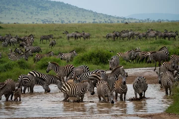 Tuinposter Herd of zebras take a drink from a creek in Serengeti National Park © MelissaMN