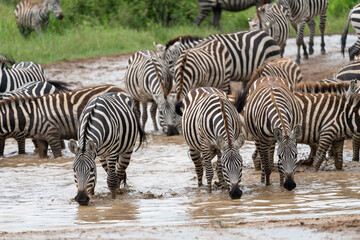 Fototapeta na wymiar Herd of zebras take a drink from a creek in Serengeti National Park