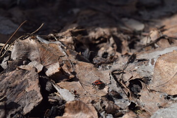close up nature