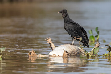 Black Vulture on Caiman