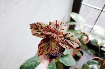 coleus leaves