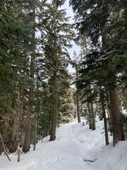 snow covered trees