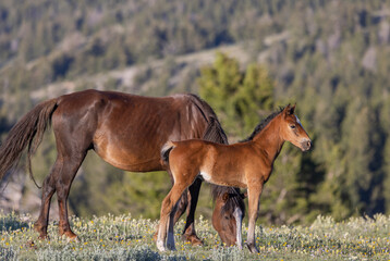 Fototapeta premium Wild Horse Mare and Foal in the Pryor Mountains Montana in Summer