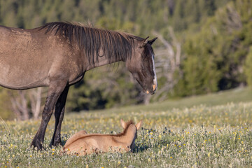 Wild Horse Mare and Foal in the Pryor Mountains Montana in Summer