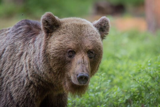 A lone wild brown bear also known as a grizzly bear (Ursus arctos) in an Estonia forest, the image shows a close up of the young bear as it walks around looking for food