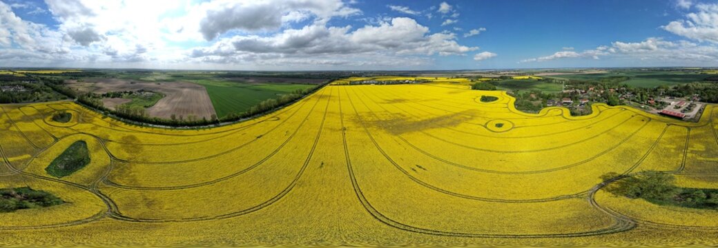 Rapsfeld bei Anklam,  Panorama 2023