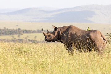 Obraz premium Black Rhino