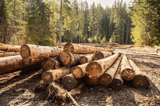 Log spruce trunks pile. Sawn trees from the forest. Logging timber wood industry. Cut trees along a road prepared for removal