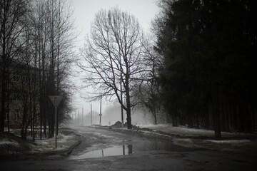 Large tree on road on gray day. Pamorous weather in spring. Puddle in road.
