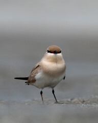 Small pratincole or Glareola lactea observed in Gajoldaba in West Bengal, India