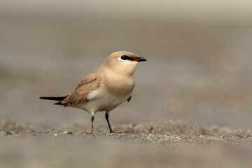 Small pratincole or Glareola lactea observed in Gajoldaba in West Bengal, India
