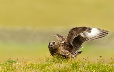 Great Skua calling and displaying wings to show territory