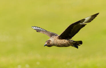 Close-up of a Great skua in flight