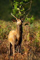 Red deer stag eating tree leaves