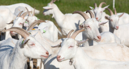 white horned goats in meadow