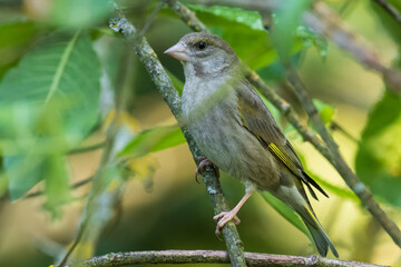 European Greenfinch (Chloris chloris) among springtime leaves