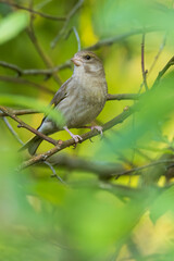 European Greenfinch (Chloris chloris) among springtime leaves