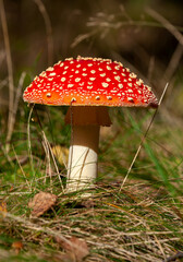 Amanita muscaria mushroom growing in natural environment forest.