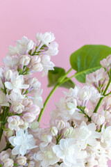 Fototapeta na wymiar Pearl pink lilac (Syringa vulgaris) Beauty of Moscow/Krasavitsa Moskvy.
