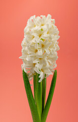 Hyacinth Isolated on Pink Background, Spring Flower Closeup with Copy Space, White Hyacinth Banner