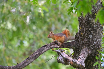 Naklejka na ściany i meble Squirrel sitting on a tree branch. Squirrel sitting on an oak tree