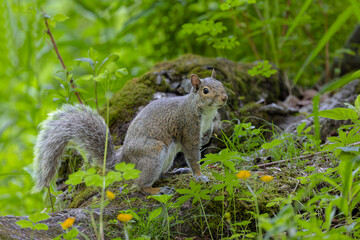 Naklejka na ściany i meble An eastern gray squirrel sits on an old tree trunk in the grass