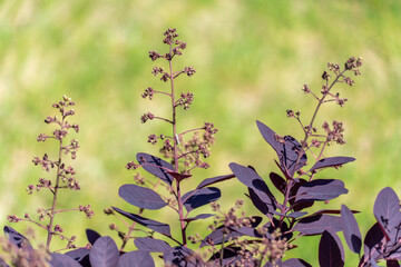 Smoke bush and inflorescences plant cotinus coggygria variety royal purple. Natural dark red leaves skumpia tannery from the anacardiaceae family. Deciduous shrub with purple leaf of dyer's sumach.