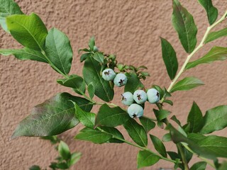 Borówka amerykańska. © WalDec