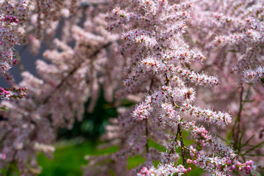 Tamarix Flowers, Pink Tamarisk Closeup, Flowering Tree Salt Cedar Tree, Taray Macro Photo