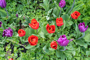 Red Tulips Outdoor, Spring Tulipa Flowers