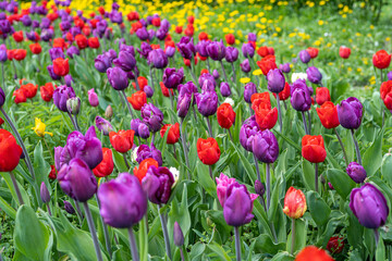 Red Tulips Outdoor, Spring Tulipa Flowers