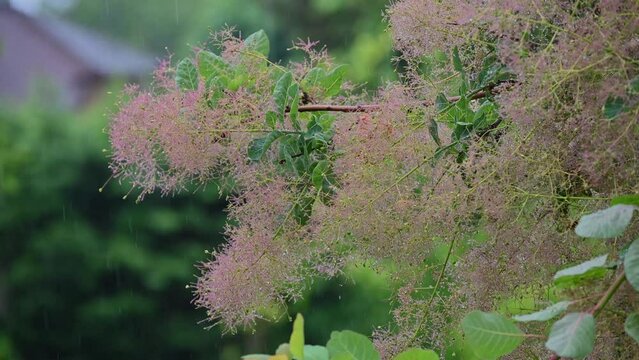Smoke bush Continus in the rain