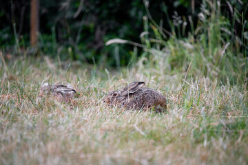 Wild rabbit sitting in a field