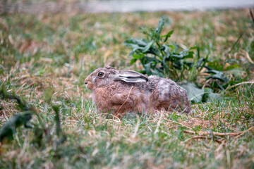 Wild rabbit sitting in a field