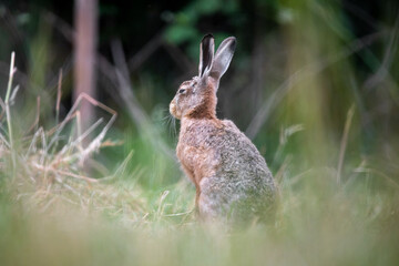 Wild rabbit sitting in a field
